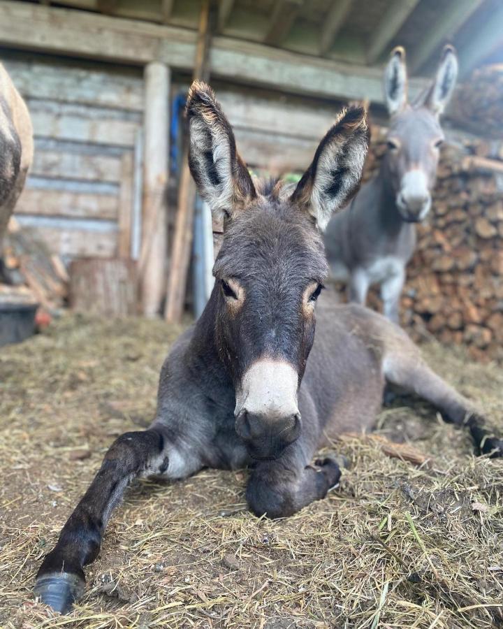 Sweetwater Lane Farm Villa Mount Currie Eksteriør billede